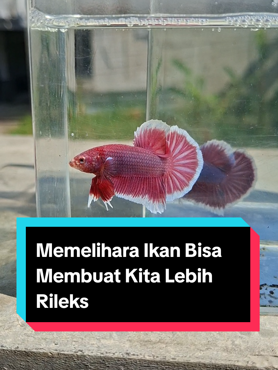 Memelihara ikan bisa membuat kita lebih rileks #ikancupang #cupanghias #ikancupanghias #hobby #rekomendasihobby #ikanhias #bettafish #bettasplendens #cupangbandung  #fyp 