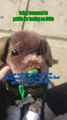 please don't be like this! . . . . . . . #essaplushies  #essacommunity  #fyp  #funnyvideo  #emotionalsupportstuffedanimal  #essa  #essaplush  #essadogplush  #duet #cute  #lgbt #transrightsarehumanrights  #dog  #essasoftiktok essa in public essa essa public essa in public interaction 