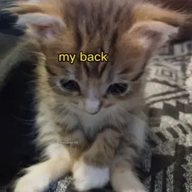 bring my fries back :( .  .  ..  #cute #meme #voiceacting #cat 