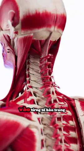 Mỗi ngày 1 viên kẽm vừa khoẻ vừa đẹp nhé #namgioilamdep #kemdsd #suckhoe #kẽmdsd #biquyetsongkhoe