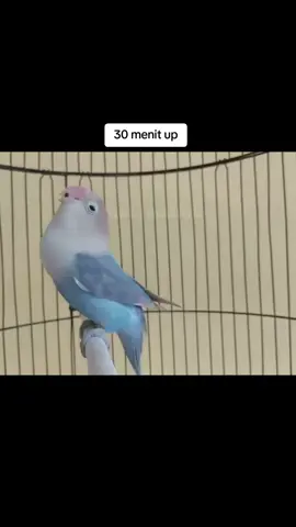 #lovebirdmania #ngekekmania #durasipanjang #lovebirdfigter #ngekekpanjang #lovebirds #hobiburung 