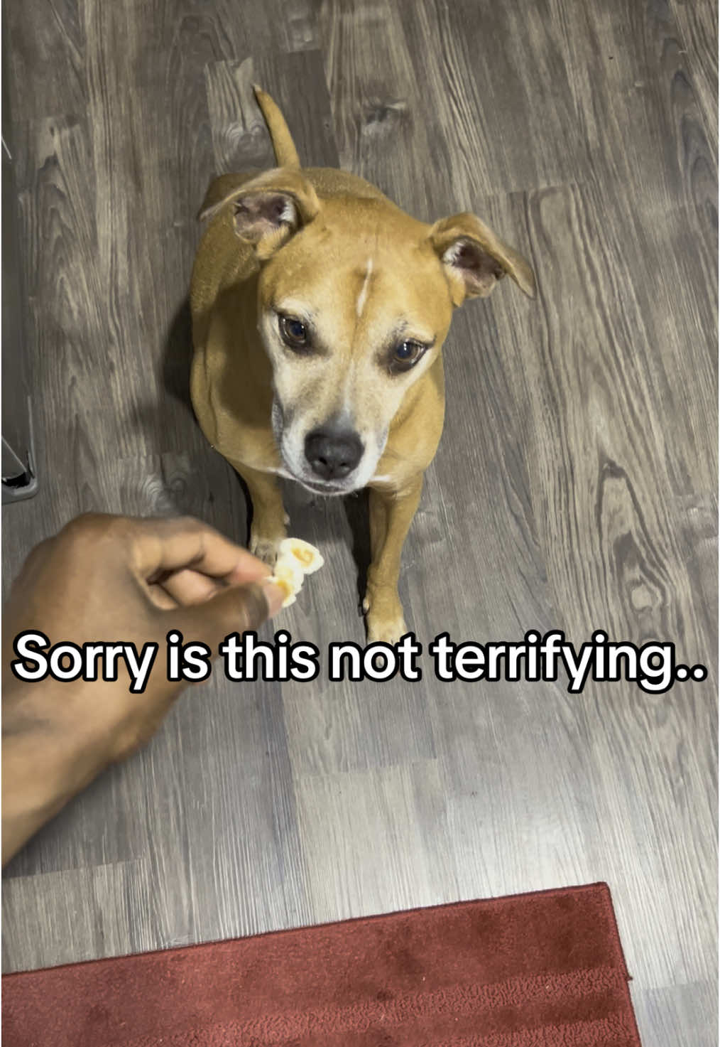 Idk what’s worse the eye contact or the backwards walk out the frame #dog #dogsoftiktok #funny 