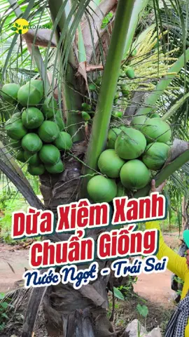 Dừa Xiêm Xanh CHuẩn Giống NƯỚC NGỌT - TRÁI SAI #duaxiemxanhlun #duabentre71 #muahangdunggiongdenngaywwelofarm #sieuthicaygiongwelofarm