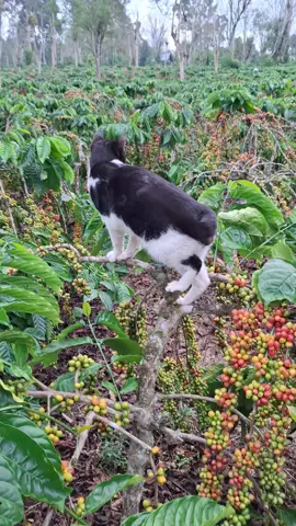 jangan lupa bersyukur untuk hari ini 🥰 #kopiindonesia #anaktani #berndatiktok #petaniindonesia🇮🇩🇮🇩🇮🇩🌿🌿 #trend #petanikopi #trending #petanikopi #petani #fpy #beranda #petanisukses 