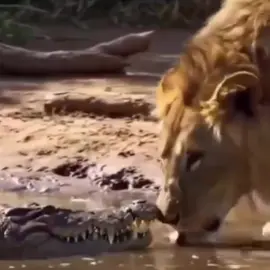 Scarface, the famous lion from Kenya's Maasai Mara National Reserve, died on June 11, 2021 at the age of 13 or 14. He died from natural causes, likely due to old age and starvation.