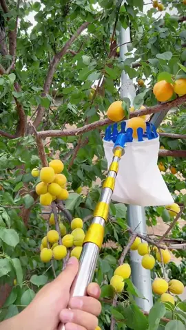 Dụng cụ hái trái cây trên cao, có thể kéo dài, thu gọn rất tiện lợi #xuhuong #dodungtienich #dungcuhaitraicay 