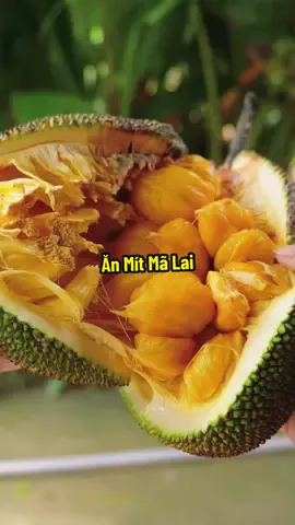 Mukbang Mít Mã Lai Của Chị 