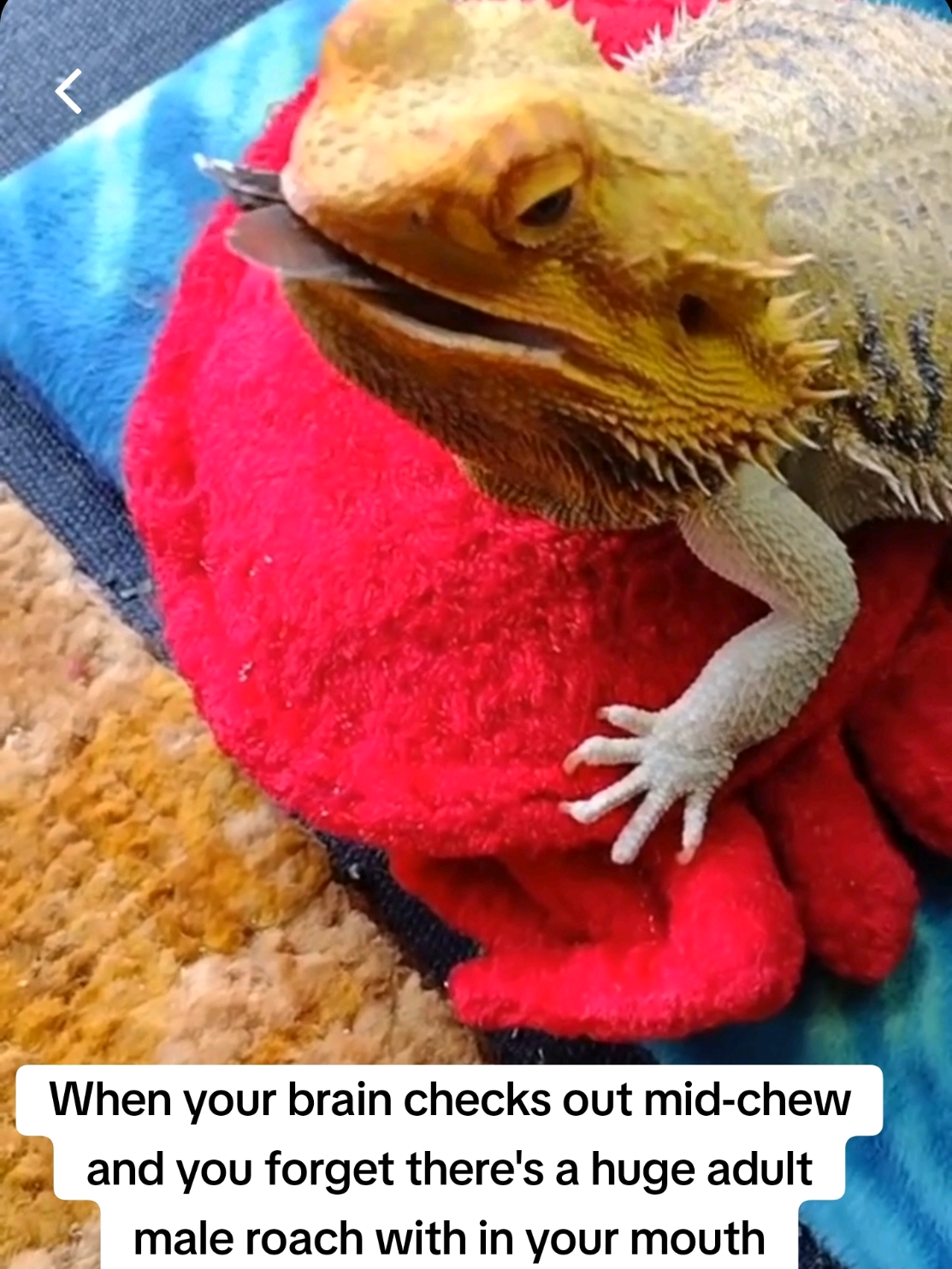 Spike was really lost in thought 🪳😅 #beardeddragon #dubiaroach #fyp #oopsie 