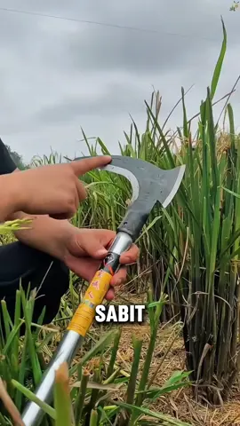 Sabit kapak ganda 2in1 tajam panjang bahan baja #sabitkapakganda #sabitkapak2in1 
