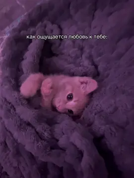 #рекомендации #fypシ #расстояние #парень #какощущается #любовь #любовь❤ #любовьктебе #котик #рыжийкотенок #фонкотик #какощущаетсялюбовьктебе #lonely #lonelygirl #foryoupage #fypシ #fyp #щппост #щптекст 