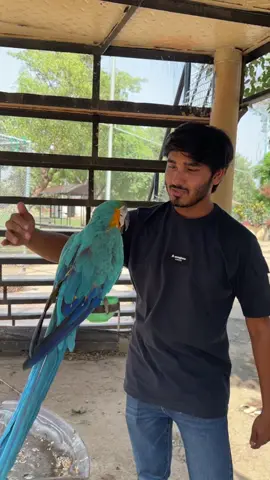 Macaw tamed  Bird #unfrezzmyaccount #unfreezemyacount #bird #parrot #birds #unfreezemyacount #fyp #foryou #foryoupage 