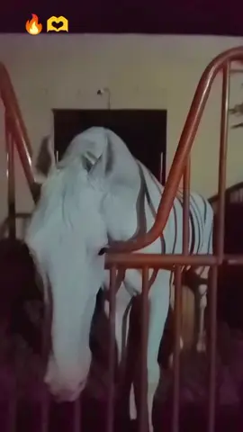 Mashallah ❤️ white Rose #foryou #mashallah #horselover #viral #trending #100kviews #foryou @𝐌𝐚𝐥𝐢𝐤 𝐇𝐚𝐬𝐬𝐚𝐧 ♕ 