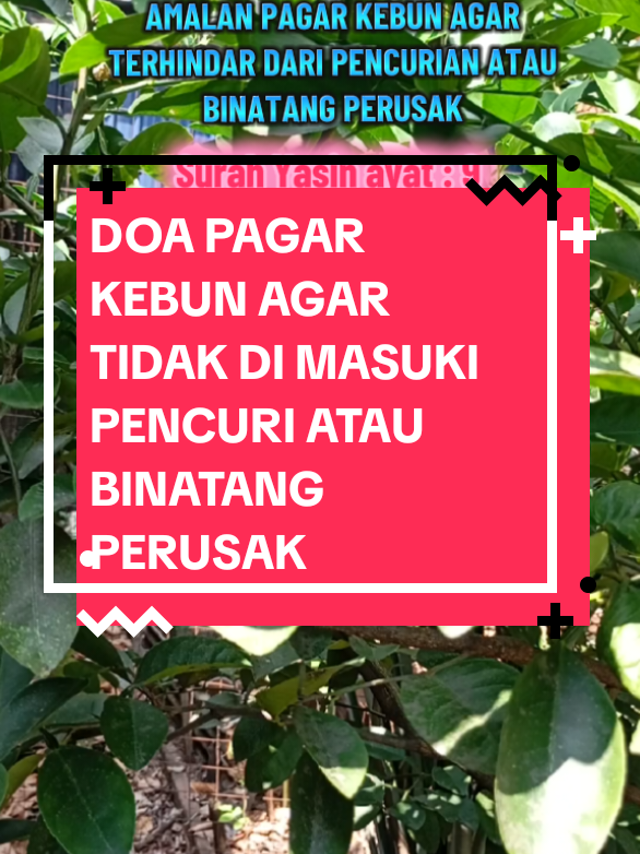 Doa pagar kebun agar tidak di masuki pencuri atau binatang perusak  #doapagarkebun #doapelindungkecurian #doaelakdaripencuri 
