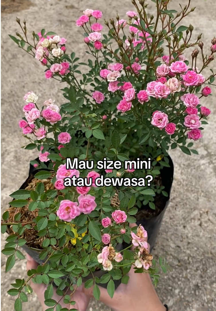 Babyrose mini atau dewasa 😁 .. ready sekarang di Kebun Tanduran! Check di Live Sale #rose #babyrose #flowers #mini #live #sale #kebuntanduran #pink 