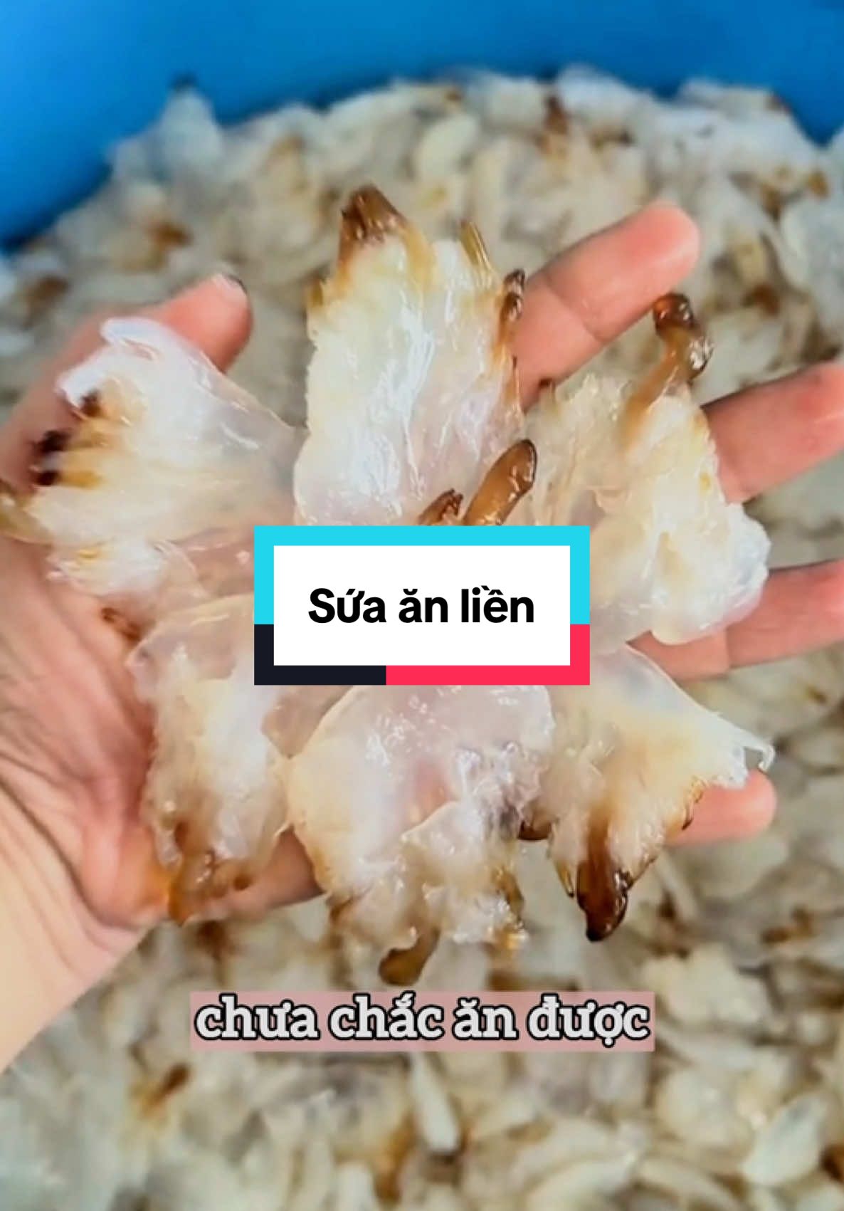 Giờ thì chân sứa cũng phổ biến và có nhiều hơn rồi, nên ai cũng có thể ăn được #nuocmambalat #balatfood #suaanlienbalat #xuhuong #amthuc 