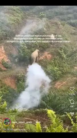 Please lindungi gajah @BKSDA @Kementerian Kehutanan RI @gakkum_kehutanan @btn_tessonilo  @indonesianwildlife  #fyp #gajah #gajahliar #gajahsumatera #gajahsumatra🐘🐘 #konservasigajah #elephant #fyppppppppppppppppppppppp #elephent
