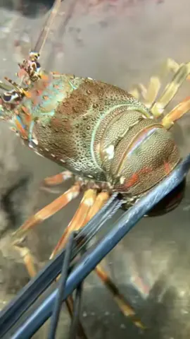 #diving #crab #catchthesea #seaside #seafood #fish #eel #lobster #seangsolofishing