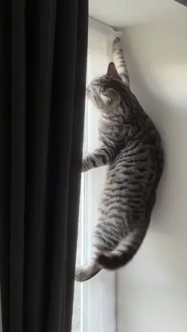 Think this is pretty solid testimony for Flat Cats window screens 😅 #fyp #foryoupage #catsoftiktok #britishshorthair #flatcat #naughtycats 
