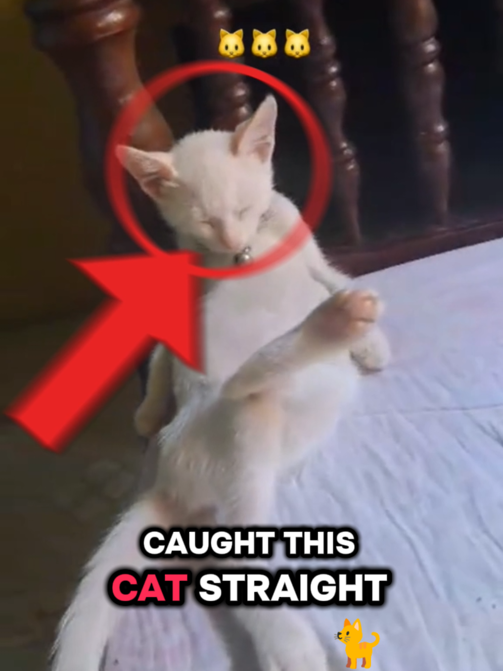 Why is Bro Sleeping Like He Owns The Goddamn Place😭🙏🙏 #cat #cats #cute #funny #silly #catsoftiktok 