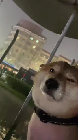 下雨也要出门的八嘎 喜提落汤鸡两只 #柴犬 #萌宠出道计划 #不养狗不知道养狗的乐趣