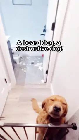A bored dog = a destructive dog 😅 This tough, bouncing toy keeps mine entertained and out of trouble! 💥🐾 Is your pup bored too? Try this! 👇 Link in Bio!!! #SmartPetPlay #DogsOfTikTok #amazonfinds #TikTokmademebuyit #dogtoyreview #interactivedogball #fyp #dog