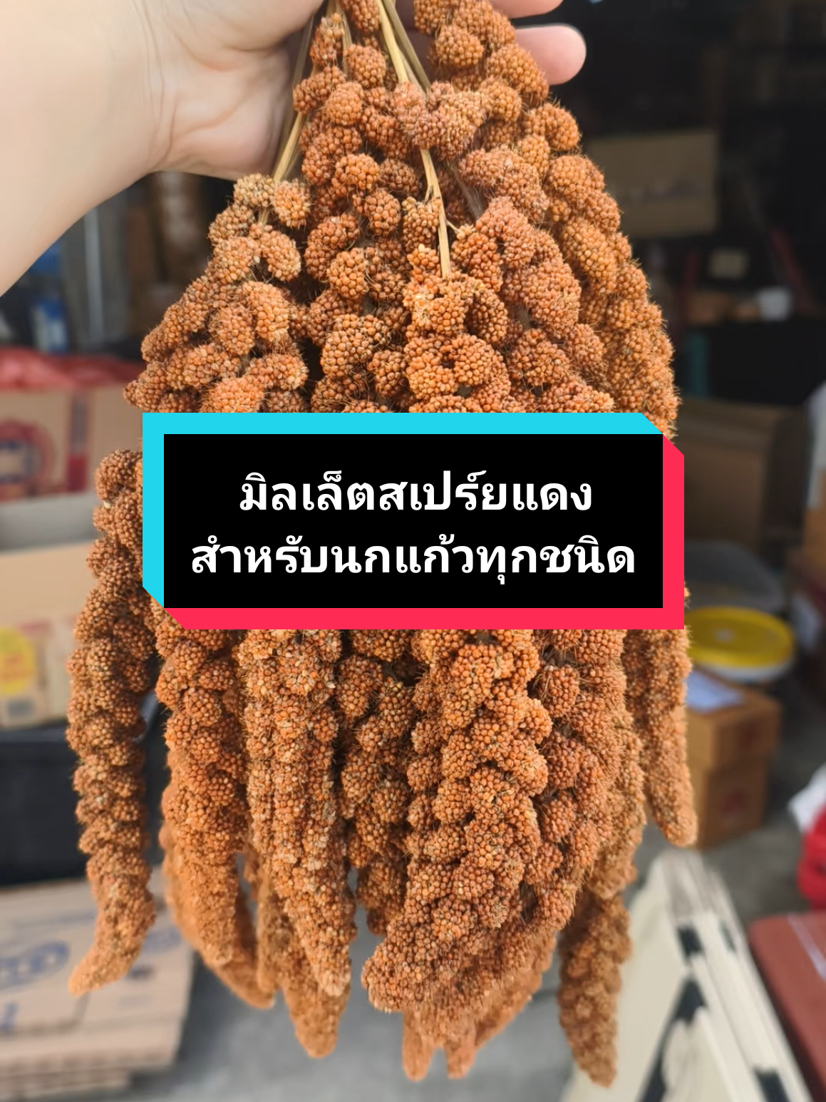 #อาหารนก #อาหารนกแก้ว #มิลเล็ตสเปรย์แดง 