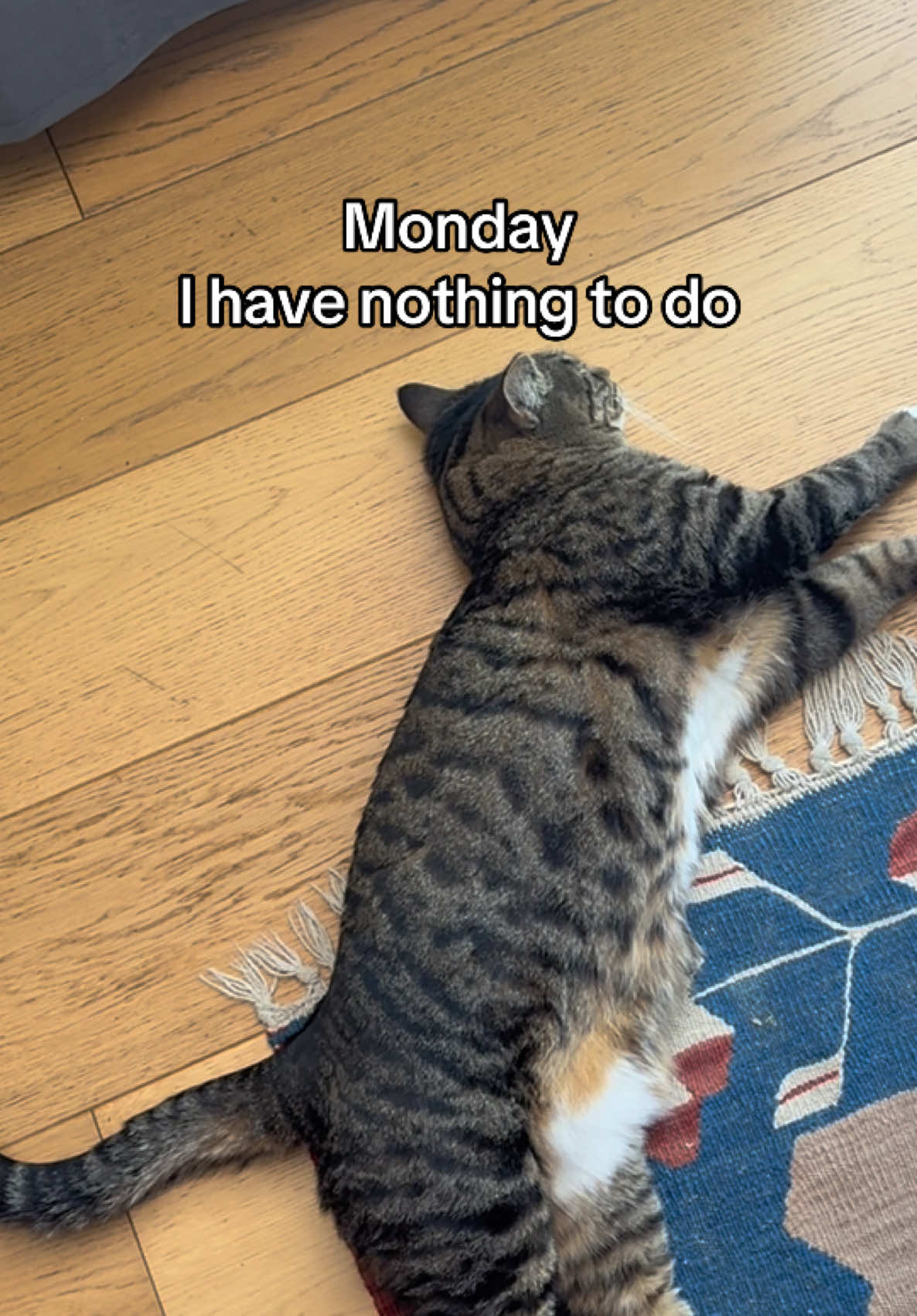 Another tough week for Cuddles! 😅🐈