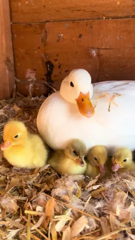 #duck #cuteduckling #ducklings #callducks #prettylittlebaby 