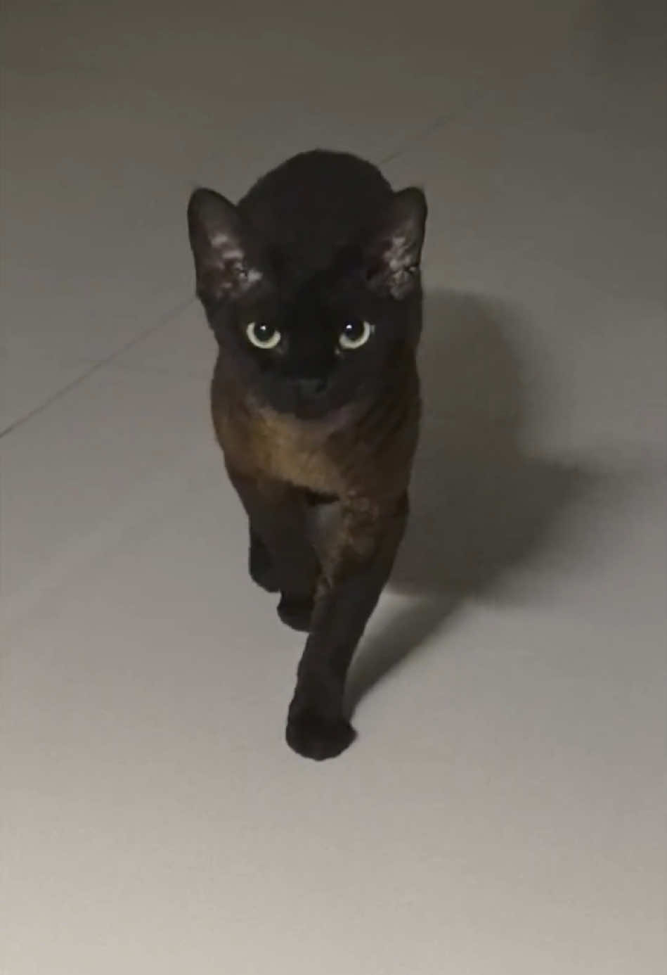 He doesn’t meow. He just stares. 🐾👀 #BossCat #CatWalksIn #ScaryCat #PetDrama #CatWithAttitude #TikTokPets #ViralCat #EpicEntrance #CatEnergy #CatMeme #DarkCat #HilariousPets #PetTok