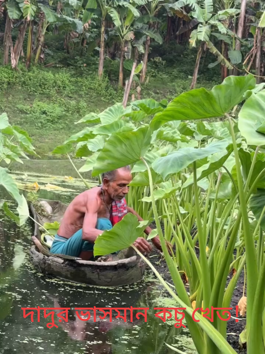 দাদুর ভাসমান কচু খেত!