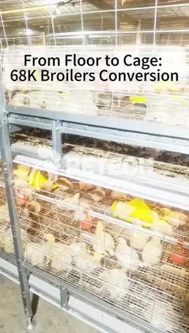 Philippines 68,000 Modern Broiler Farm Conversion Project #chickenfarm #poultryfarm #retechfarming #broiler #broilerchicken #chicken 