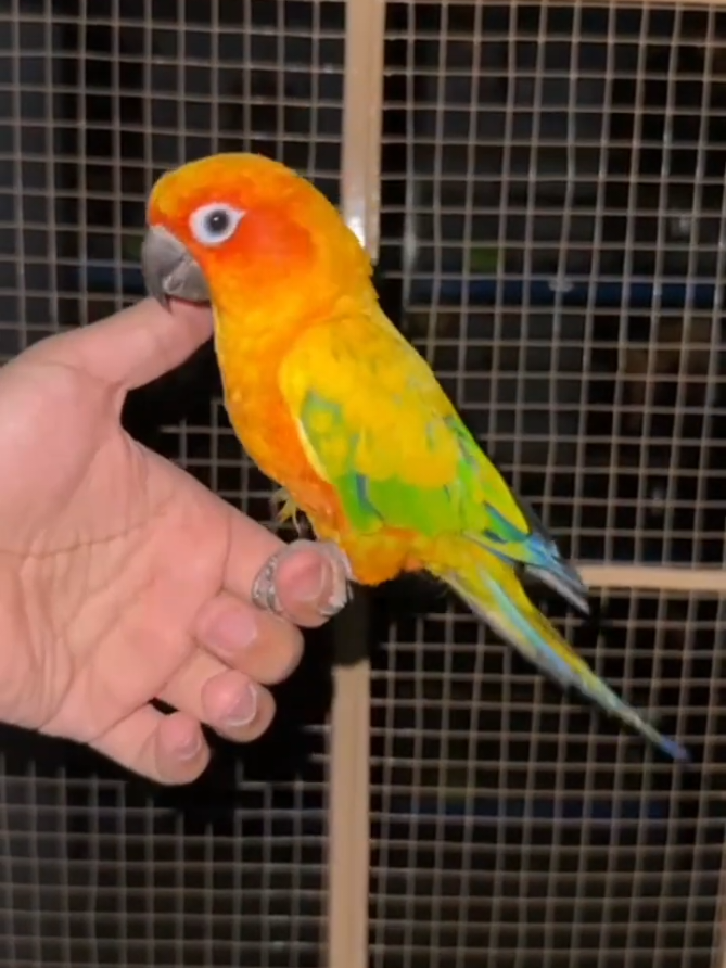 🦜 Parrot Chills on My Hand! 😍 #fyp #foryou #fypシ゚ 