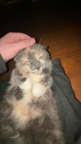 DONT. RUN😡😩 #fyp #yesking #yesking😩 #yeskingaudios #cat #cats #catsoftiktok #funny #funnyvideo #funnycat #viralvideo #viral #trending #trend 