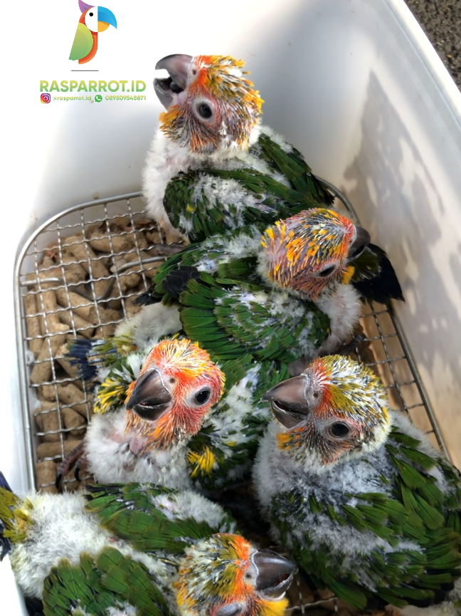 🐤SUN CONURE🐤 Sun Conure merupakan burung berjenis paruh bengkok yang berasal dari Amerika Selatan. Mereka terkenal dengan bulu-bulu yang cerah dan indah, dengan kombinasi warna kuning, oranye, hijau, dan merah.  Sun Conure cukup menjadi burung yang populer sebagai hewan peliharaan karena karakter mereka yang jinak dan mudah dipelihara, sehingga cocok bagi pemula yang ingin memiliki burung sebagai hewan peliharaan. Meskipun Sun Conure memiliki karakteristik yang cocok bagi pemula untuk baby warna normal hijau nanti mutasi bulu kuning diusia 6bulan  Ready 5 pasang (Sudah DNA Sexing) bisa kirim luar kota ataupun luar pulau lokasi Tangerang Selatan, Bintaro #sunconure #burung #burungjinak #burungparuhbengkok #turquoiseconure #pineappleconure #sunconuresofinstagram #sunconureindonesia #sunconureparrot #burungindonesia #parrotlover #parrotinstagram #paruhbengkok #paruhbengkokindonesia #conure #conurestagram #yellowsideconure #turquoiseconure #suncheekconure #yellowcheekconure #greencheekedconure