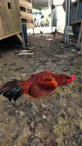 ganteng aja dulu😁 #pama #pamaninja #yokeere #mangon #kudalari #🐎 #viral #trending #fyp 