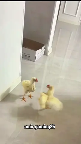 #pet #pets #lo  #animal #cute  #viral #fyp  #foruyou  #viral_video  #funnyvideos 