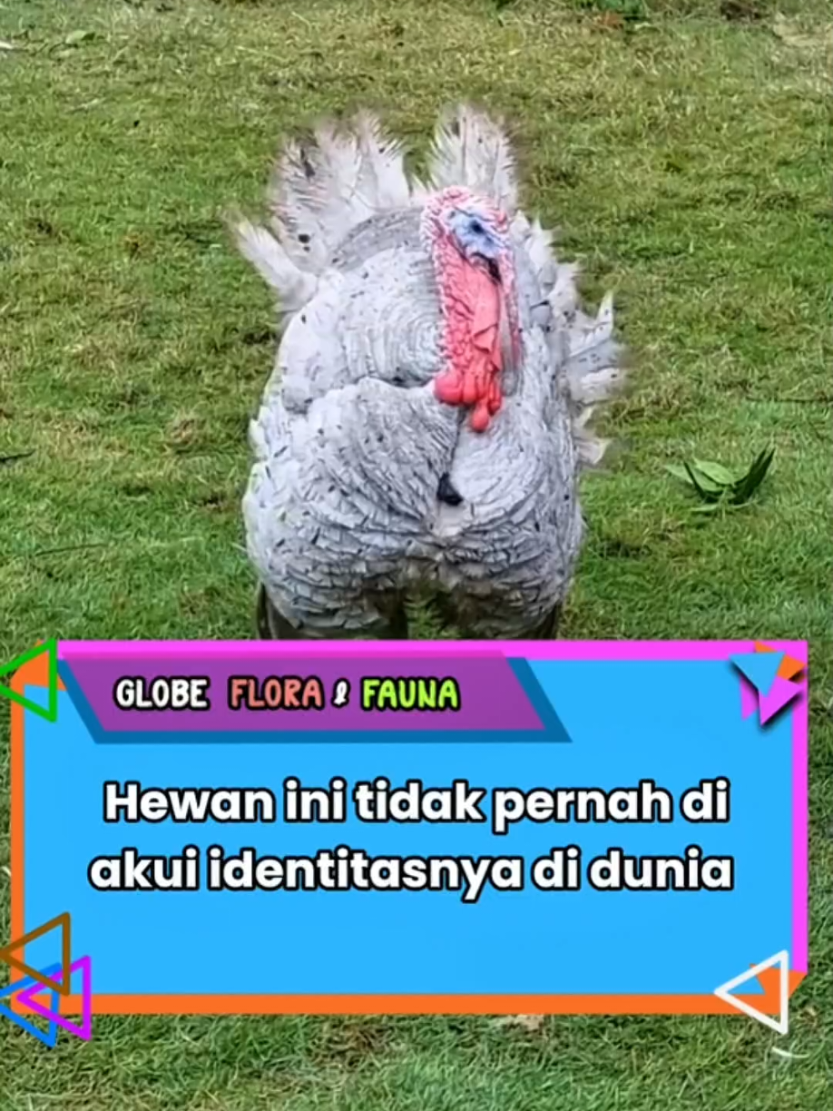 Hewan yang identitasnya di bumi tidak di akui 🗿 #AyamKalkun #KalkunBukanAyam #TurkeyBukanDariTurki #FaktaUnik #SejarahNamaNgaco #KalkunKelilingDunia #MindBlown #FaktaGila 