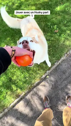 Mettre dans la main oui , donner faut pas exagérer  C’est quand meme plus rigolo de tirer dessus  #husky #dog #pourtoii #huskylife #dogsoftiktok #educationcanine 
