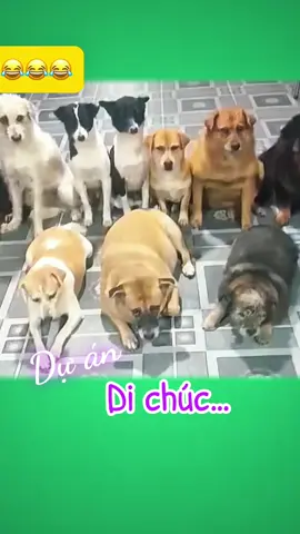 Dự án: DI CHÚC…😂😂😂