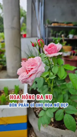 Bón phân lúc cây ra nụ, giúp hoa nở đẹp, lâu tàn. #loanlamvuon #honghoa #tronghoahong #tronghoa #phanbon 