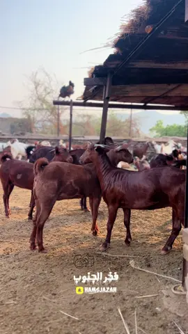 #ماشاءالله_تبارك_الله #مراح_فخر_الجنوب #الماعز_الدهم #الماعز_المطور #غنم_محايل #عسير #goat #معزا_محايليات #غنم_مطور #غنم_البدو #غنم_صنف #معزاء_مزاين #اكسبلور #fyp 