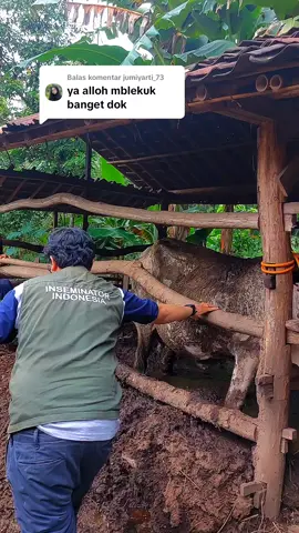Membalas @jumiyarti_73 tenang bolo kami inseminator siap sedia  #mantrisapi #inseminasibuatan #sapi #berandafypシ #peternakgunungkidul #gunungkidul24jam #viral #viraltiktok 