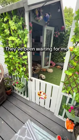 They’ve been waiting patiently for me 😂 they always know when it’s hoody time! Takes me ages to get in though without standing on anyone 😂 #guineapigsoftiktok #guineapigs #rescueanimals #animalsoftiktok #guineapignoises #guineapigsounds #guineapigshed #herd #piggies #happypiggies #piggy #cuteanimals #rescued #fyp #koulaspiggyparadise #for #foryoupage❤️❤️ 