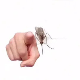 OG vid is NOT MINE #mosquito #memes #trend #shitpostbr #fyp #fypシ #fypage #fypシ゚viral #fyppppppppppppppppppppppp #foryou #foryoupage 