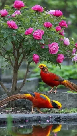 burung4182 #wallpapervideo #wallpaper #fyp #4k #4kwallpaper
