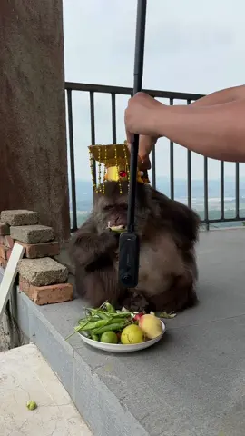 Monkey King xingxing  #monkey #monkey #xingxing #cute #lovely 