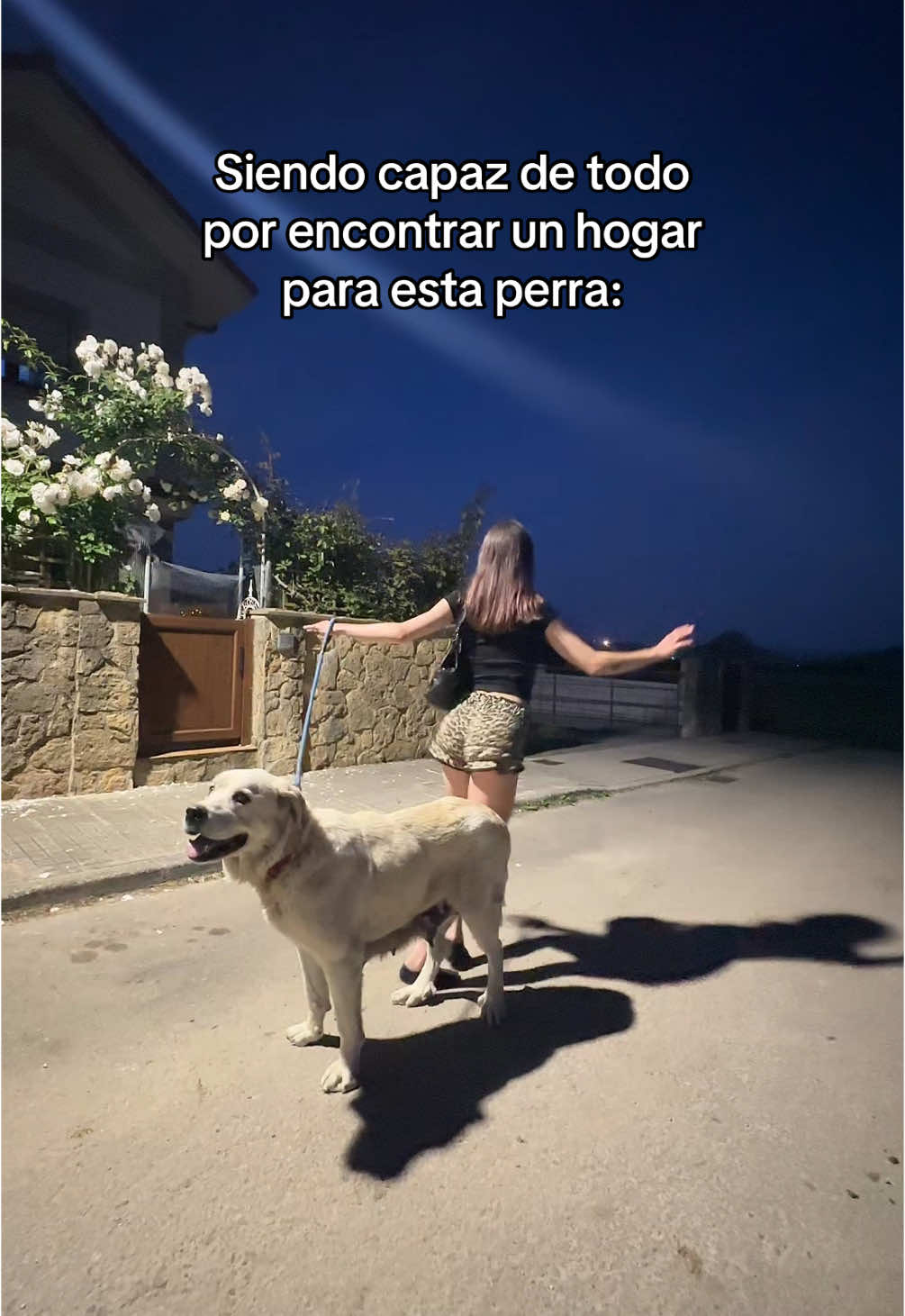 mastín en adopción + info ig