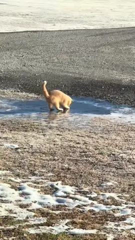 Too slippery #catlover #cutepets #funny #catsoftiktok #funnyvideo #usaus #cat #foryou 