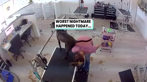 Holy 💩 (@arkbykomi ) #doggrooming #fails #caughtoncamera #ringdoorbell #dogsoftiktok