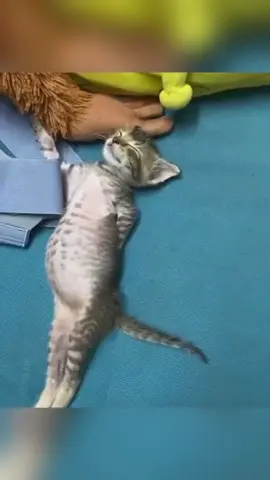 Kitten sleeping 😴😹#usaus #kitten #funny #funnyvideos #petlover #cutebaby #foryou #cat #catsoftiktok 